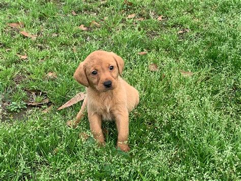 labrador retriever uk